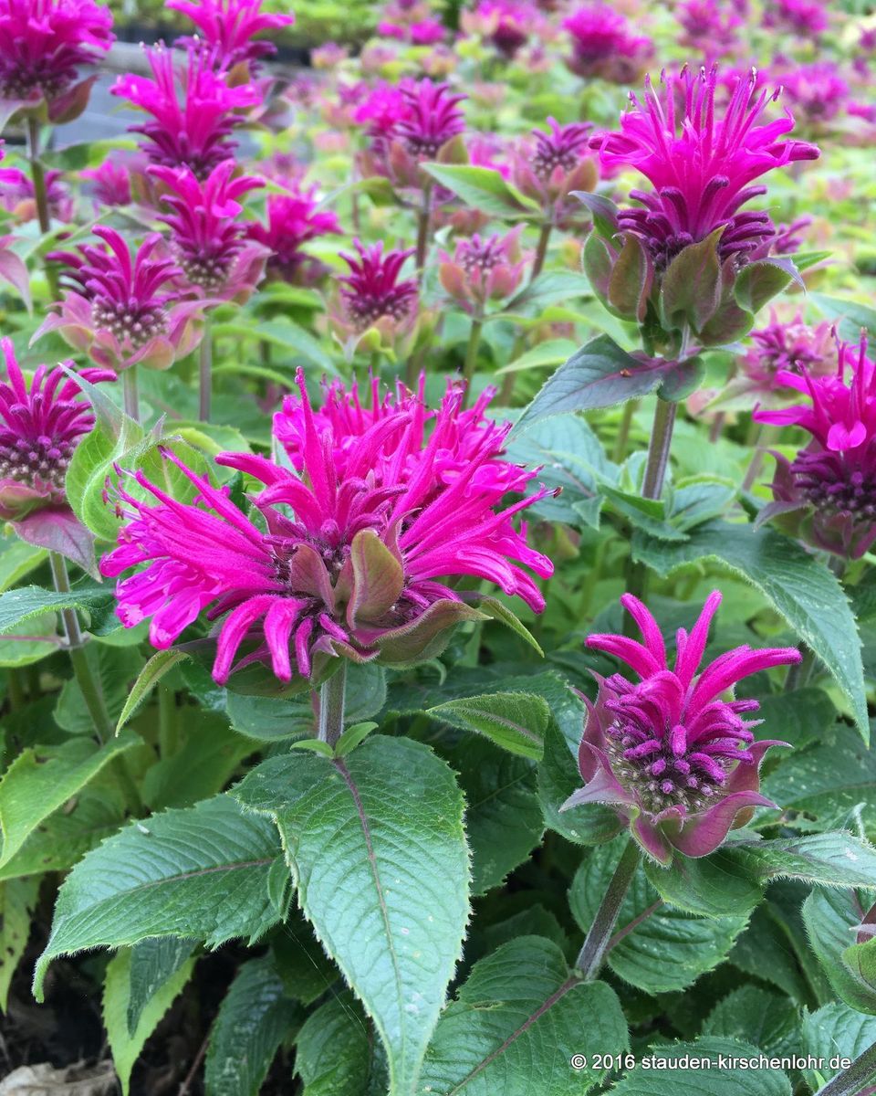 Monarda didyma 'Purple Lace'